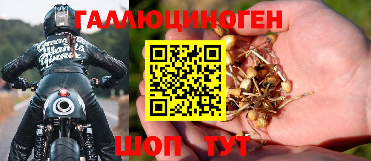 Галлюциногенные грибы Psilocybe Химки